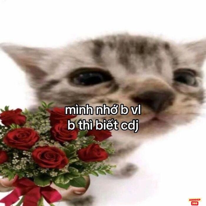 ảnh meme tình yêu mèo