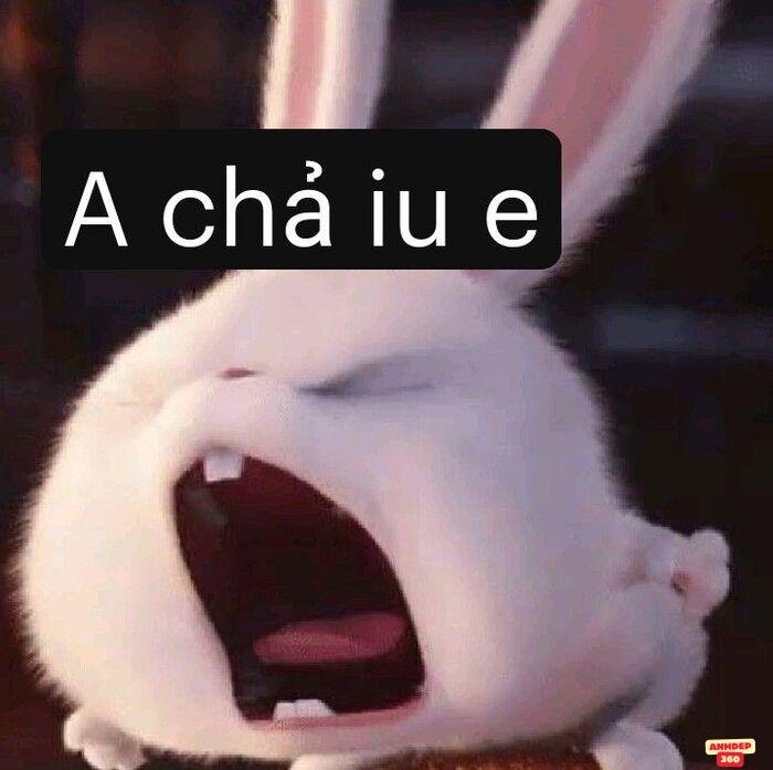 ảnh meme tình yêu thỏ