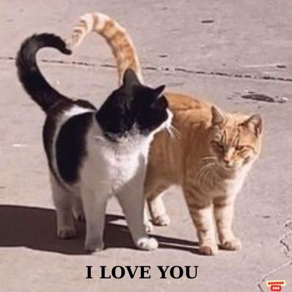 ảnh meme trái tim siêu bựa