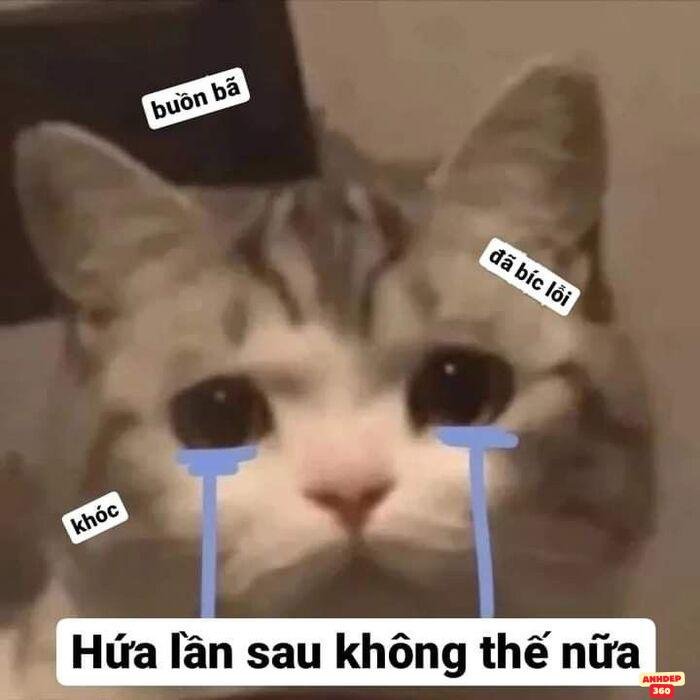 ảnh meme xin lỗi hài