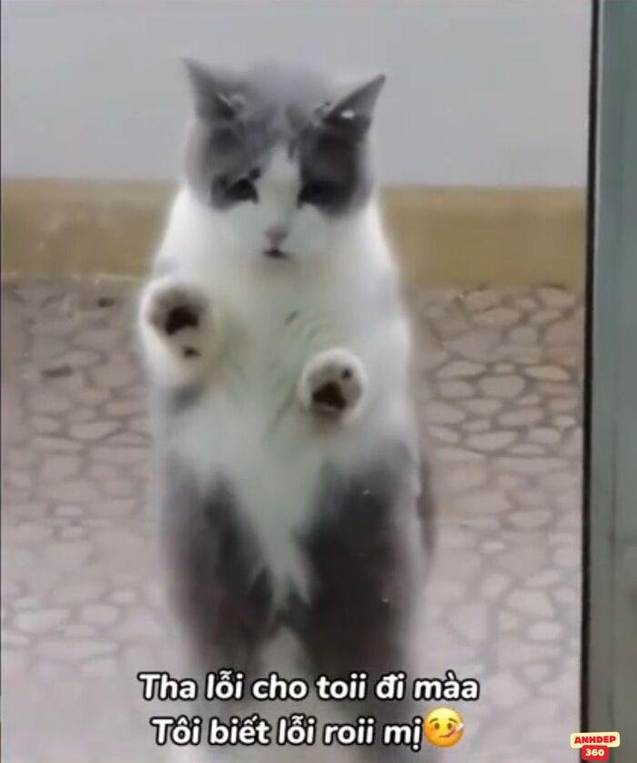 ảnh meme xin lỗi