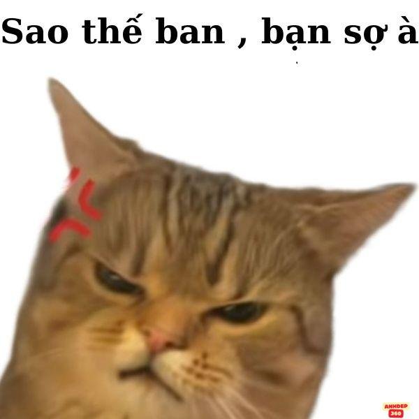bạn sợ à meme mèo tức