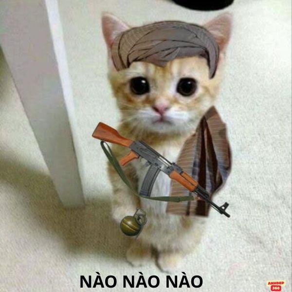 con mèo cầm súng trong free fire