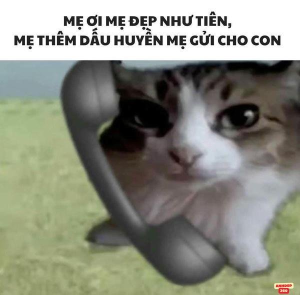 động vật hài
