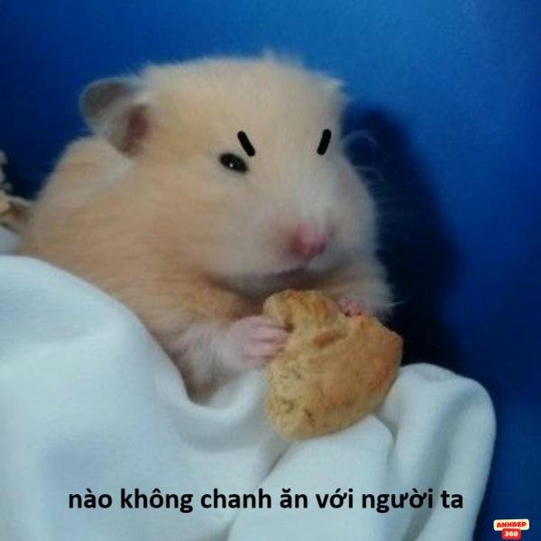 hamster meme đáng yêu