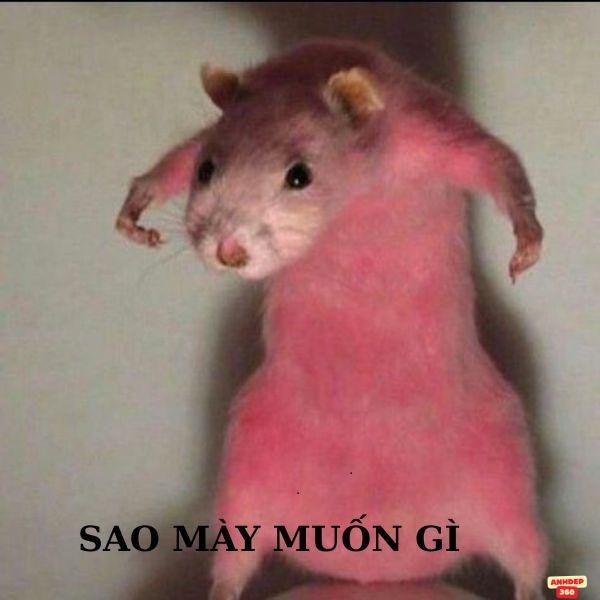 hamster meme tức giận