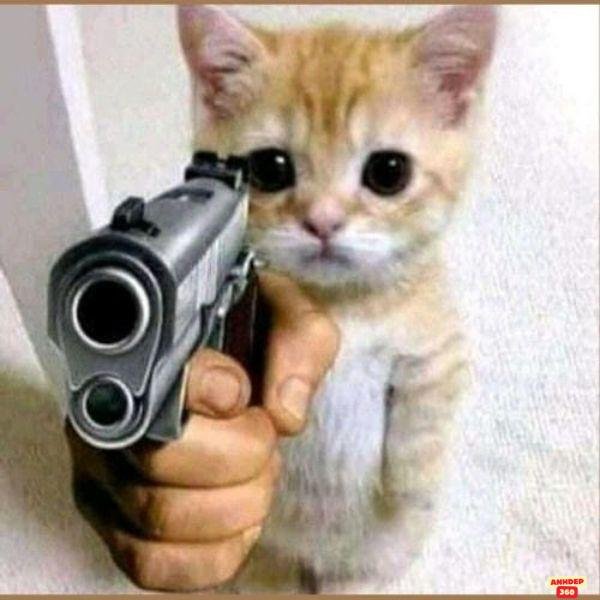 hình ảnh con mèo cầm súng