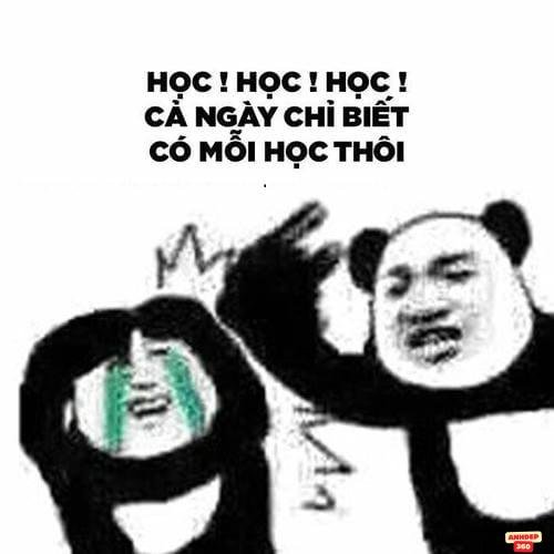 hinh ảnh meme đánh nhau