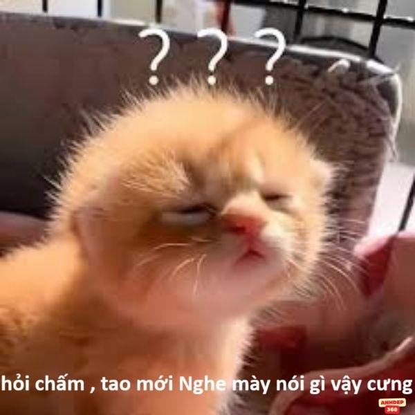 hình ảnh meme hỏi chấm siêu bựa