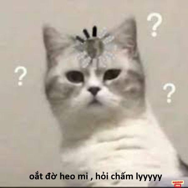 hình ảnh meme hỏi chấm siêu hài