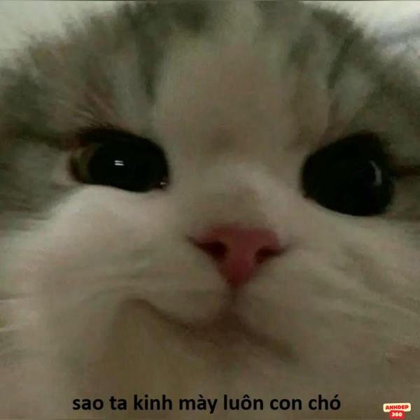 hình ảnh meme mèo cười đáng yêu