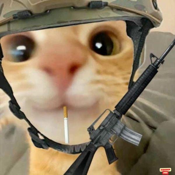 hình ảnh mèo cầm súng