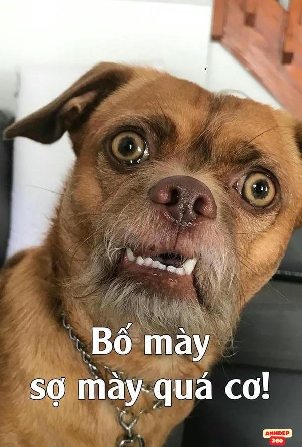 hình chế phản ứng sợ quá