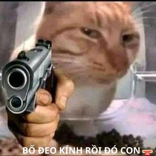hình con mèo cầm súng