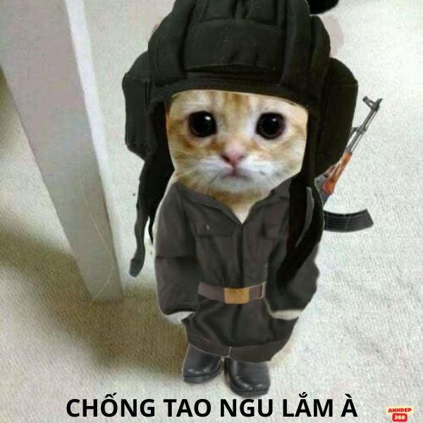 hình con mèo cầm súng free fire