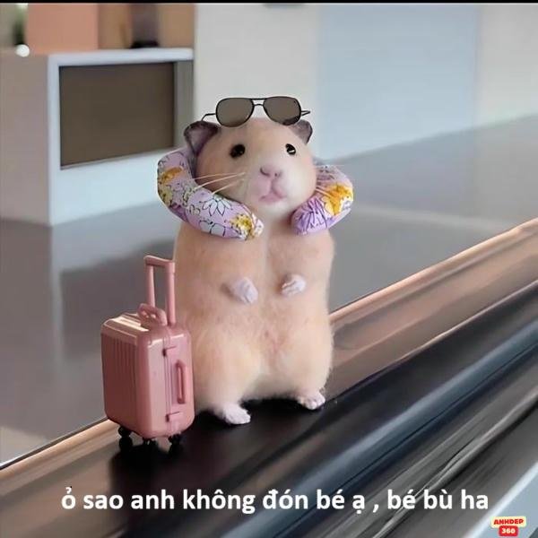 hình hamster meme đáng yêu