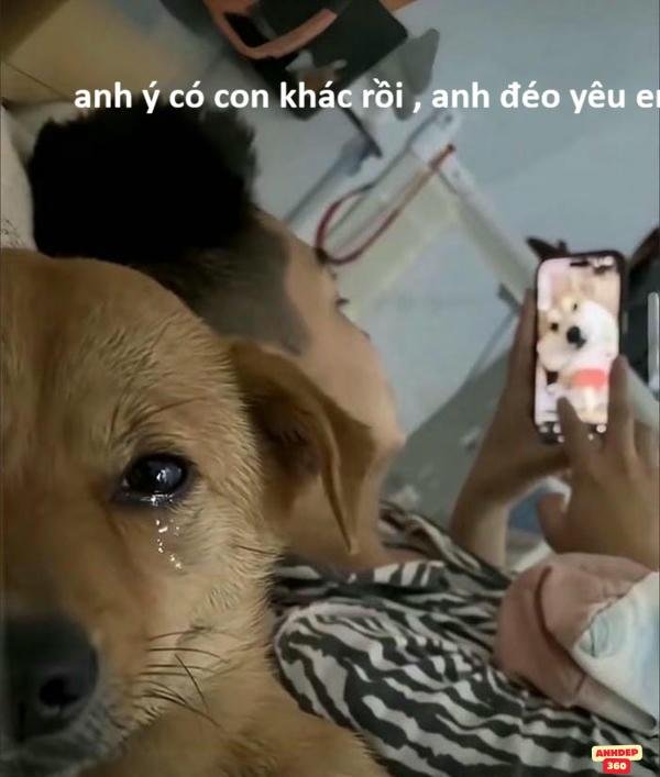 hình meme dog đáng yêu