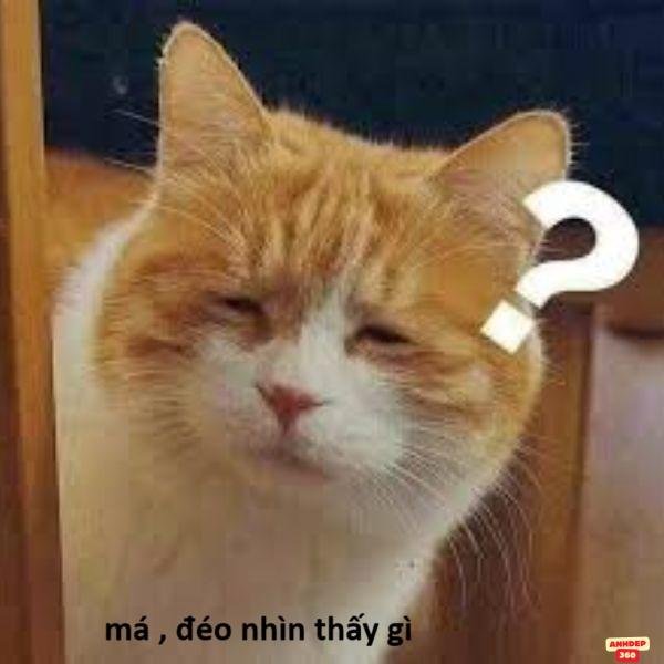 hình meme hỏi chấm chế
