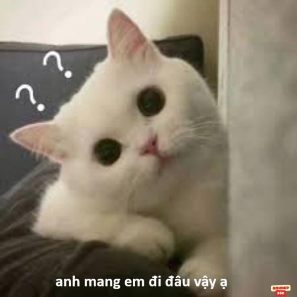 hình meme hỏi chấm hài hước