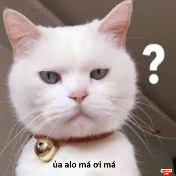 hình meme hỏi chấm hài