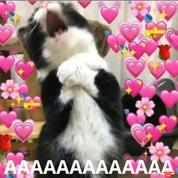 hình meme trái tim