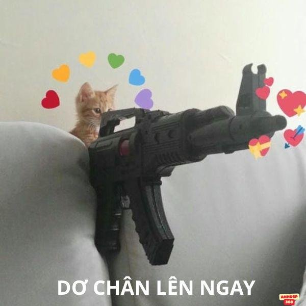 hình mèo cầm súng free fire