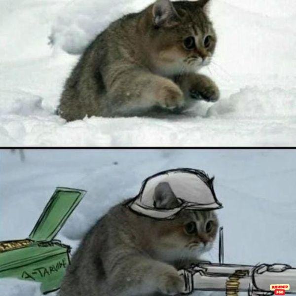 hình nền mèo cầm súng