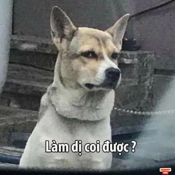 làm vậy coi được ư