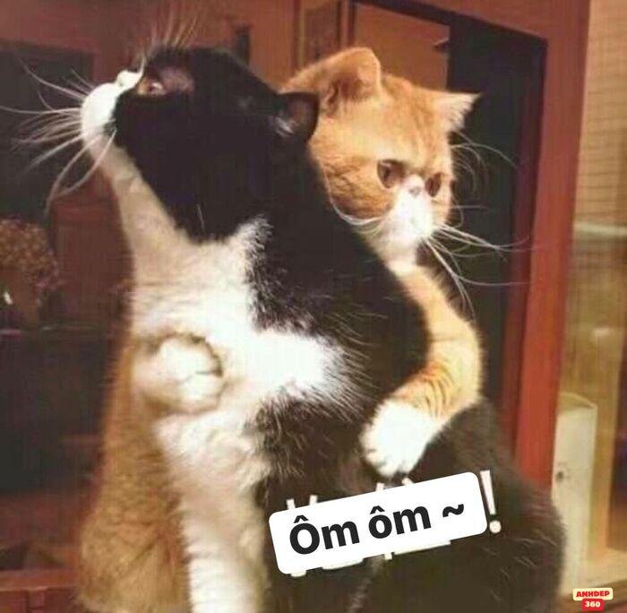 meme an ủi mèo