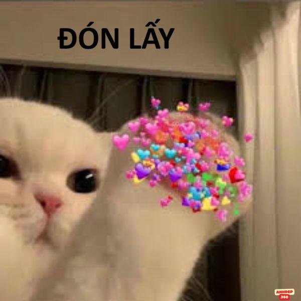 meme bắn tim hài hước