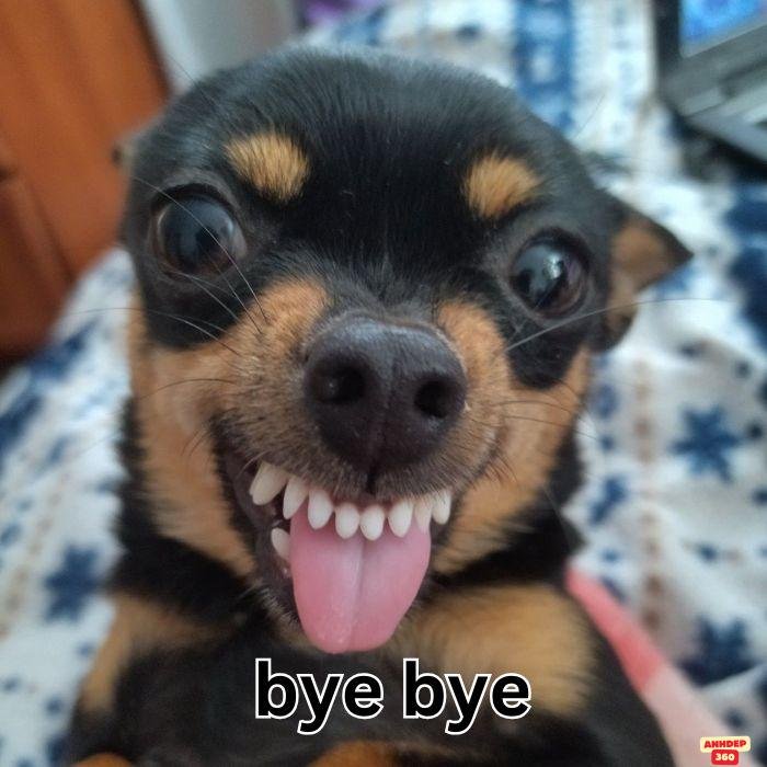 meme bye chó