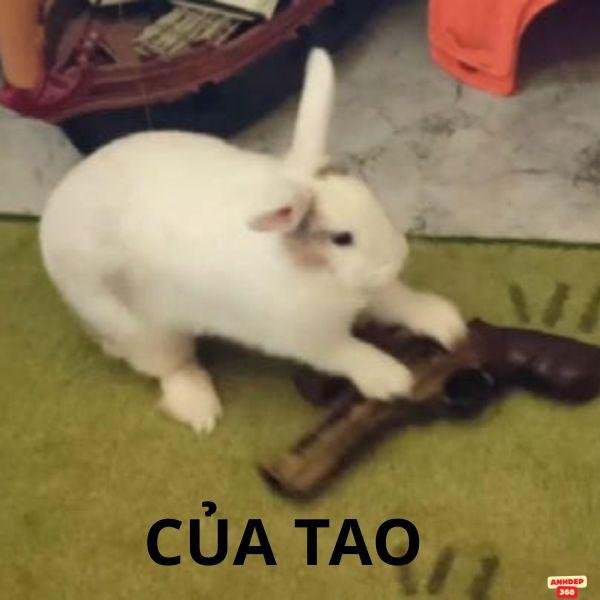 meme cầm súng của ta