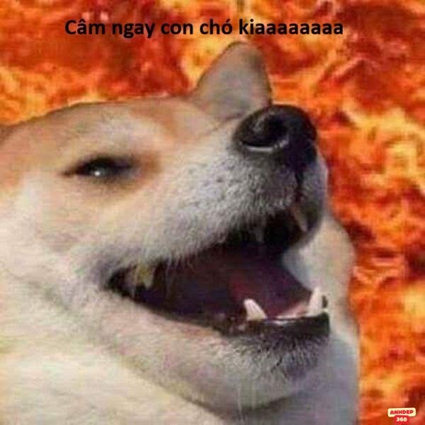 meme chó tức giận