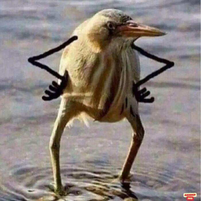 99+ Ảnh meme chống nạnh cute