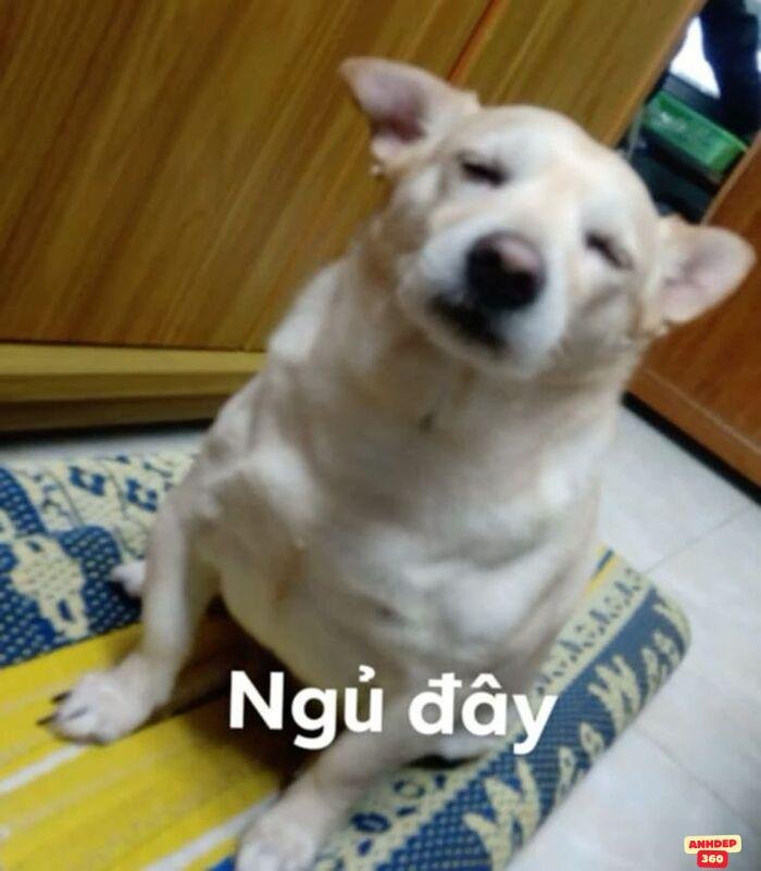 meme chúc ngủ ngon chó bựa