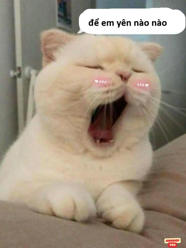 meme chúc ngủ ngon đáng yêu