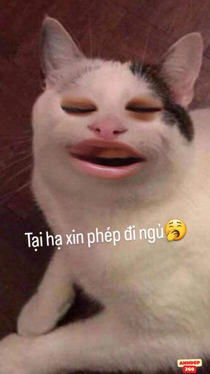meme chúc ngủ ngon mèo chế