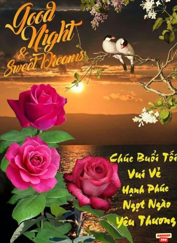 meme chúc ngủ ngon người già