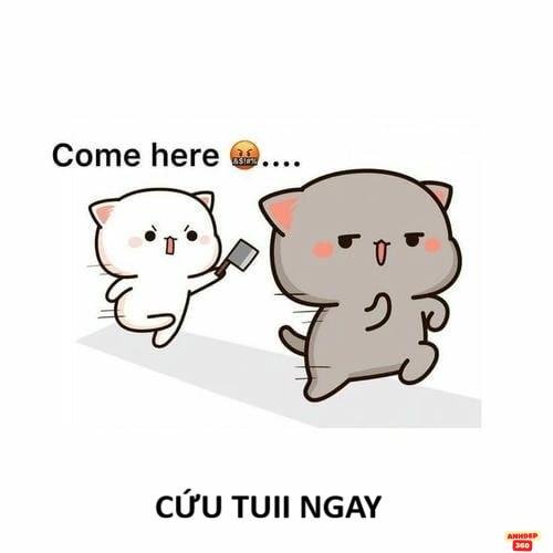 meme đánh nhau cứu