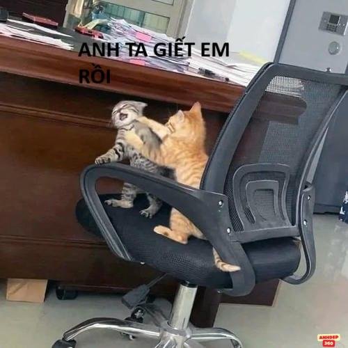 meme đánh nhau hài