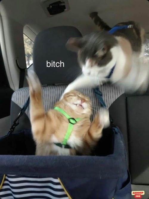 meme đánh nhau hài