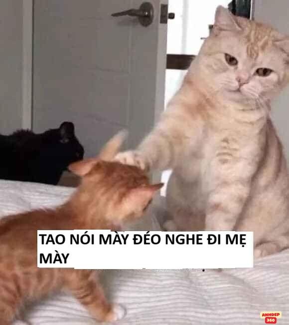 meme đánh nhau không