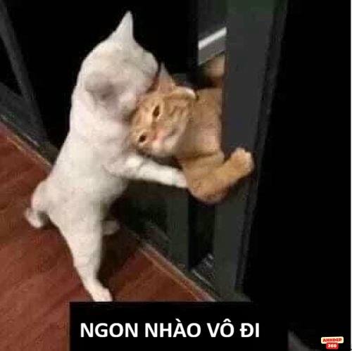 meme đánh nhau nè