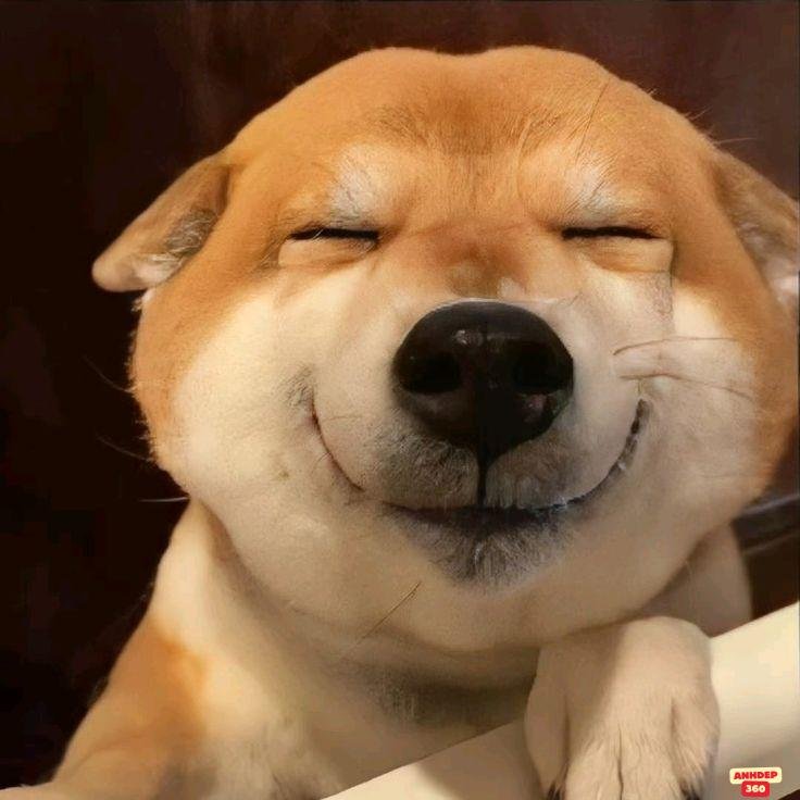 meme dễ thương cún iu