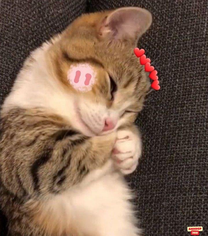 meme dễ thương cute