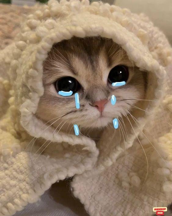 meme dễ thương hài