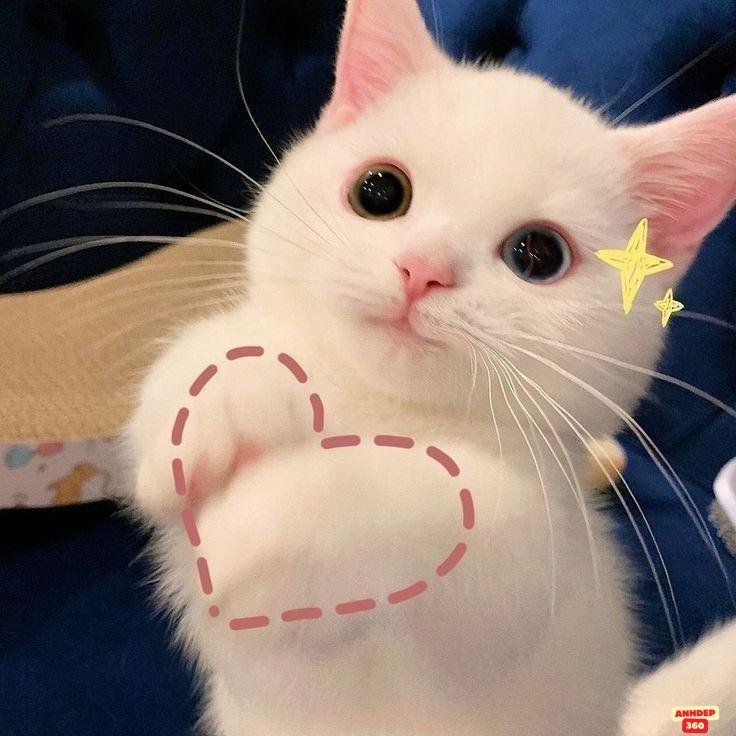 meme dễ thương mèo iu