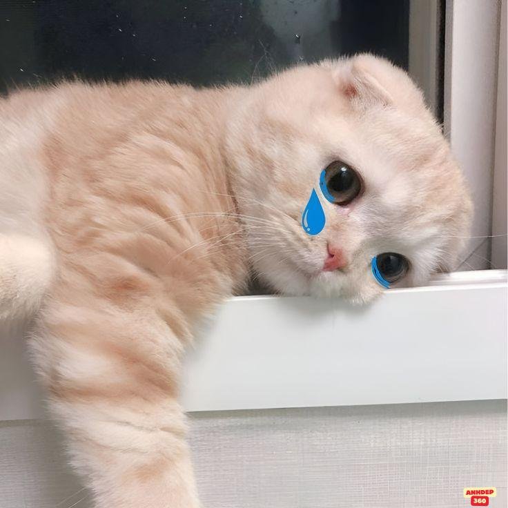 meme dễ thương mèo xinh