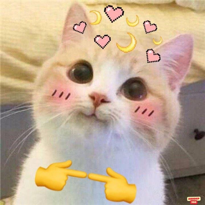 meme dễ thương mèo