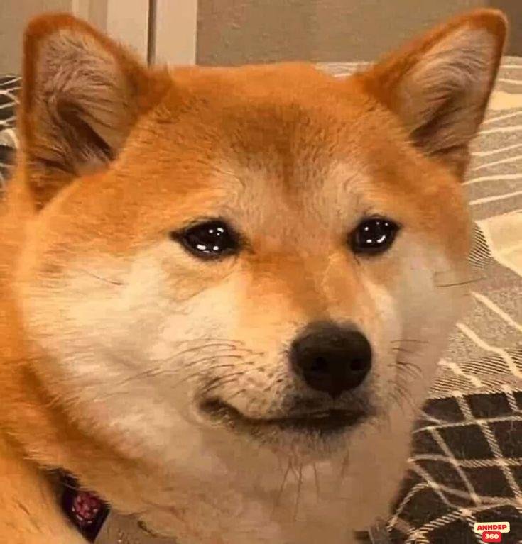 meme dễ thương shiba